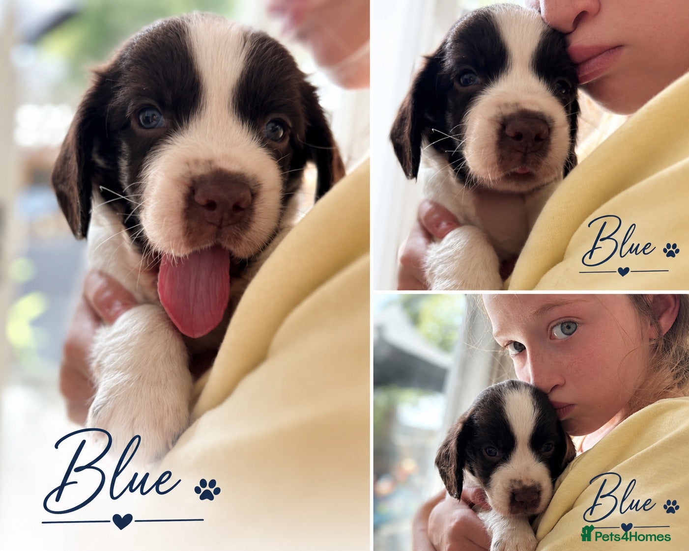 English Springer Spaniel dogs Beautiful Springer Spaniel Puppies  - Advert 18