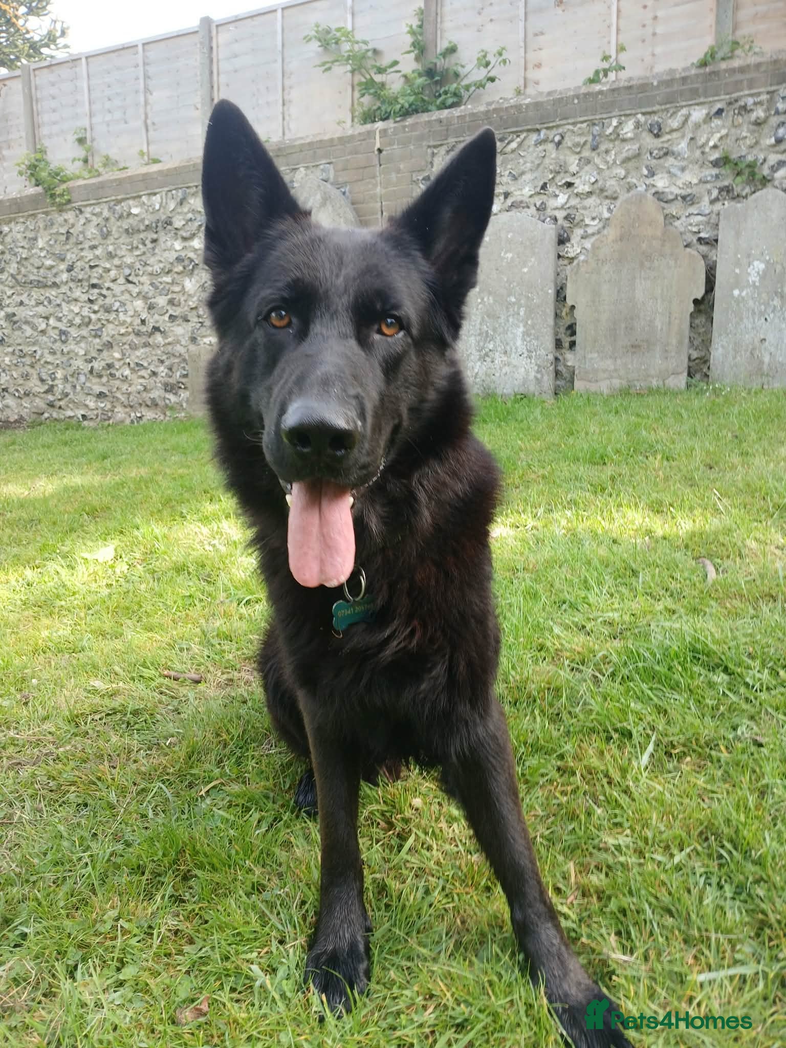 German Shepherd dogs ABEKS - Advert 1