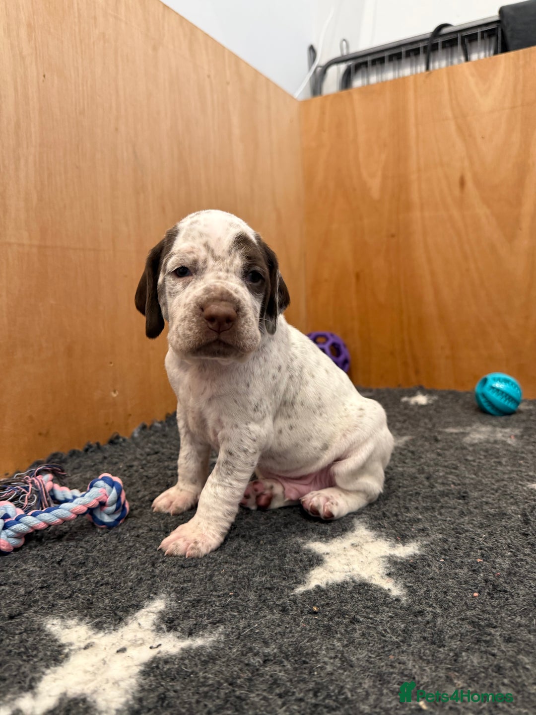 Braque du Bourbonnais dogs for sale: Braque du Bourbonnais Puppies - Image 15