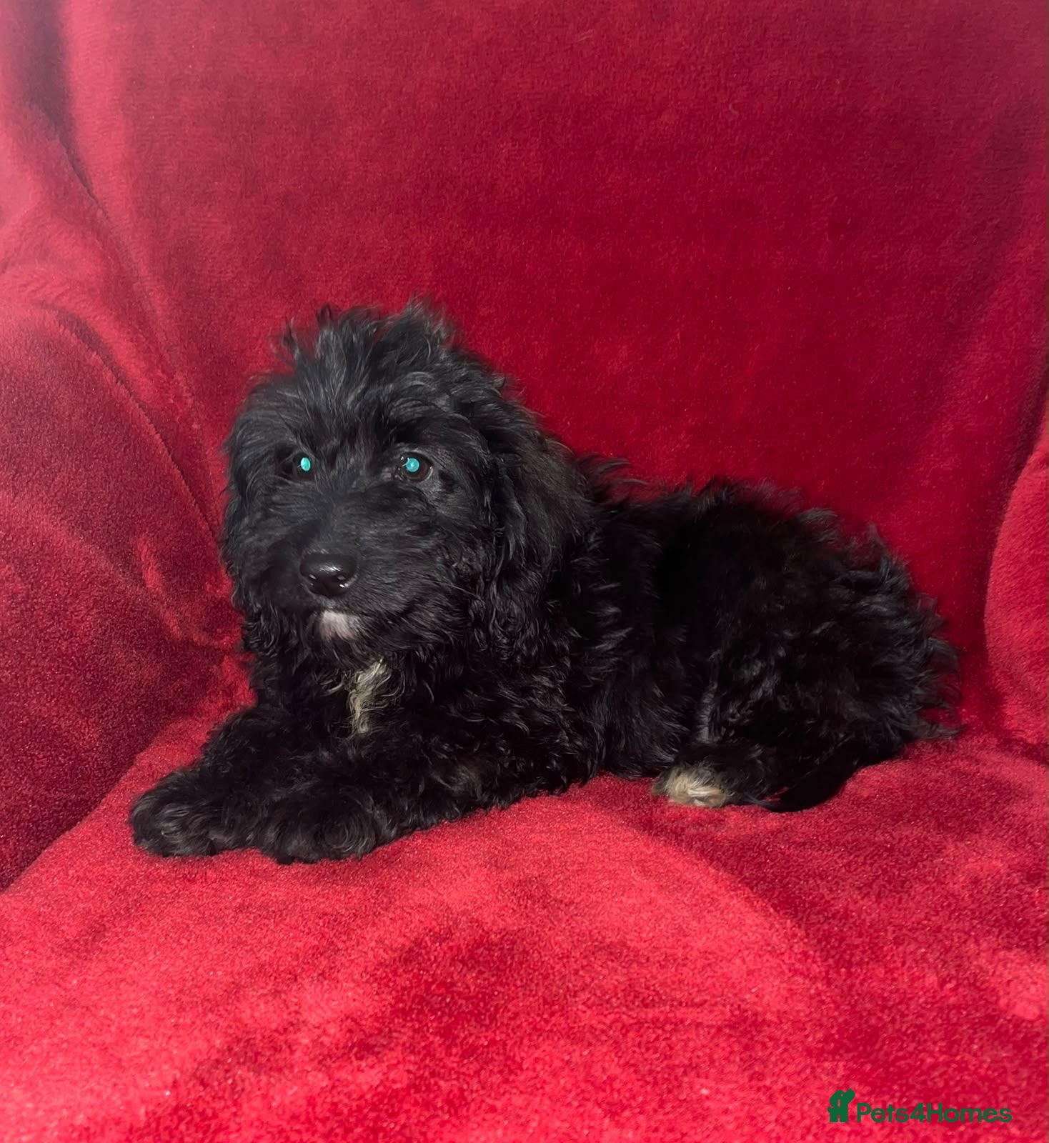 Cockapoo dogs F1 Black Cockapoo puppies - Advert 1