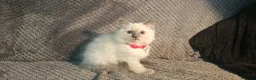 Ragdoll cats for sale: Blue Point Ragdoll Kittens Champion Bloodline - Advert 24
