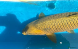 Koi Carp fish for sale: Various koi carp for sale  - Image 33