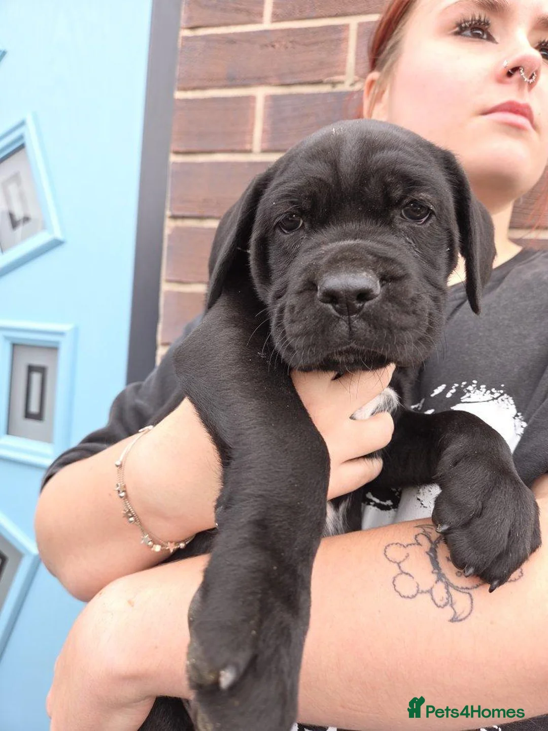 Cane Corso dogs for sale: Born With Presence, Raised With Purpose in Bournemouth - Advert 2