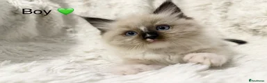 Ragdoll 2 boy 