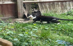 Mixed Breed cats for adoption: Billy needs home of his own - Image 1