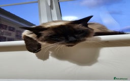 Ragdoll cats for sale: Pure Ragdoll Cat  2 Years Old, Affectionate & Calm - Image 3