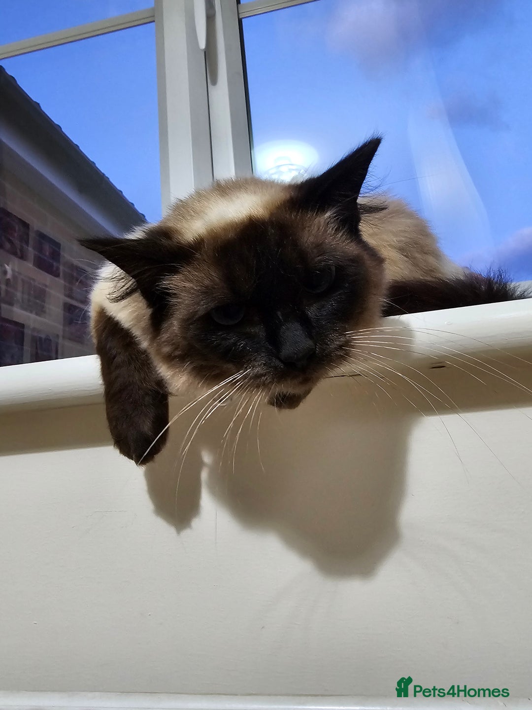 Ragdoll cats for sale: Pure Ragdoll Cat  2 Years Old, Affectionate & Calm - Image 3