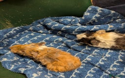 Guinea Pig rodents for sale: Stunning baby Lunkarya guinea pigs! 😍 - Image 3