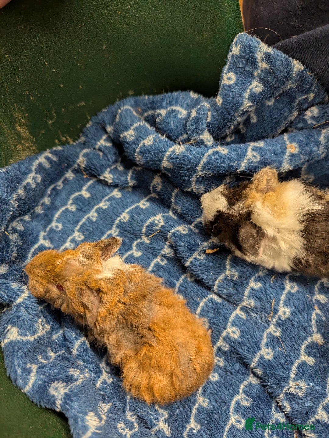 Guinea Pig rodents for sale: Stunning baby Lunkarya guinea pigs! 😍 - Image 3