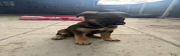 Mixed Breed dogs for sale: German shepherd x black Belgian Malinois - Advert 7