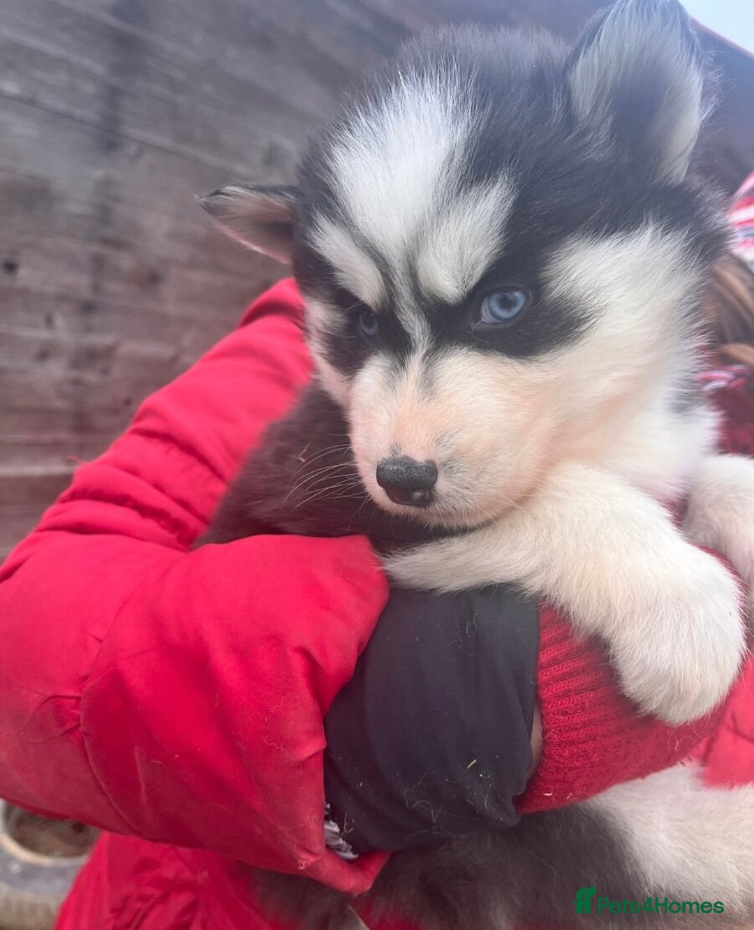 Siberian Husky dogs for sale: 🐶 Siberian Husky puppies ❤️ - Advert 1
