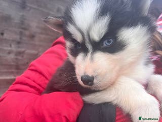 Siberian Husky dogs 🐶 Siberian Husky puppies ❤️ - Advert 3