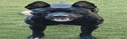 Mixed Breed dogs for stud: Dutch shepherd cross  in Welwyn Garden City - Advert 1