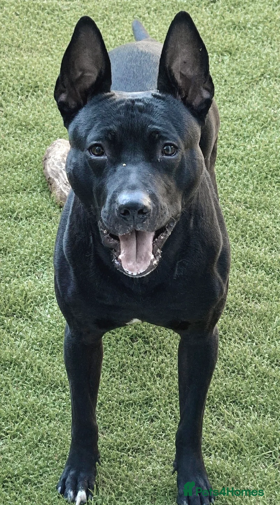 Mixed Breed dogs for stud: Dutch shepherd cross  in Welwyn Garden City - Advert 1
