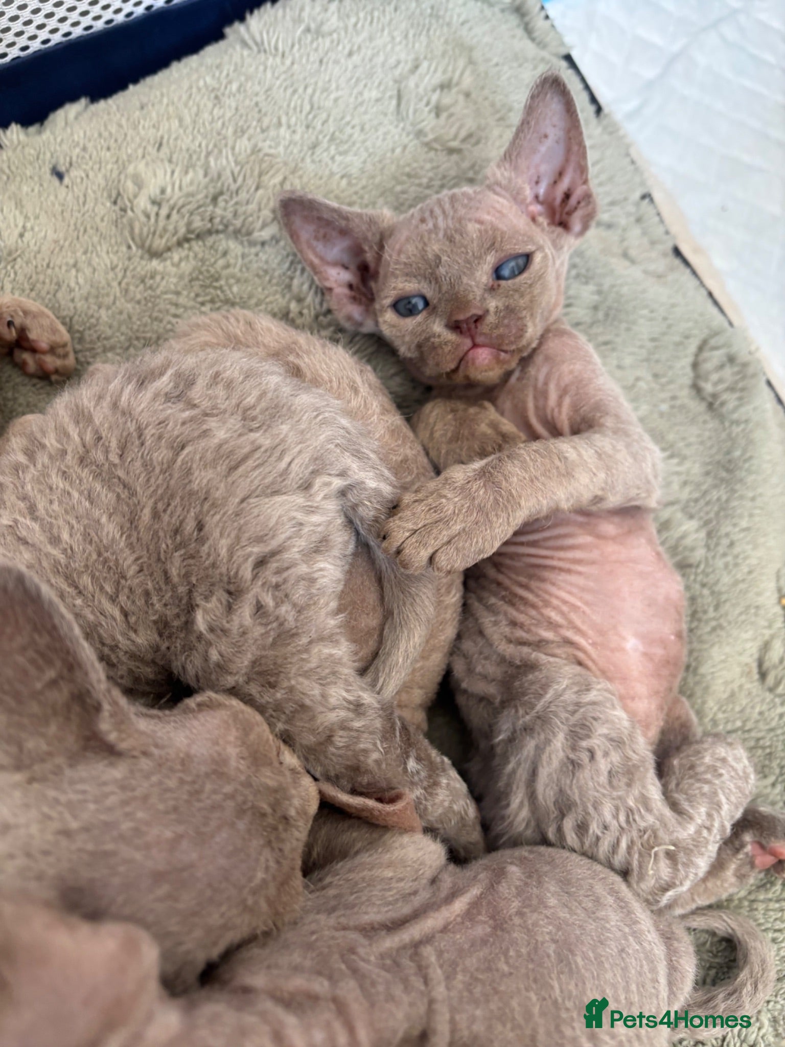 Devon Rex cats TICA Registered Devon Rex Lilac Kittens  - Advert 13