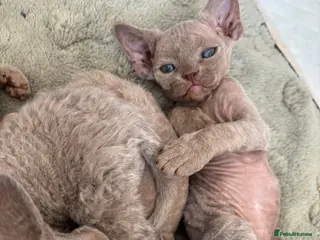 Devon Rex cats TICA Registered Devon Rex Lilac Kittens - Advert 11
