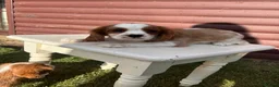 Cavalier King Charles Spaniel dogs for sale: Cavalier King Cha - Advert 22