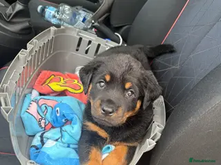 Rottweiler dogs Rottweiler puppies - Advert 4