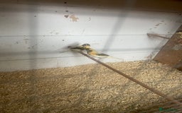 Canaries birds for sale: M32 8 - Image 4