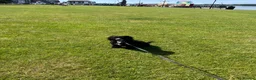 Sproodle dogs for sale: Cockapoo puppy girl 15 weeks old  - Advert 5