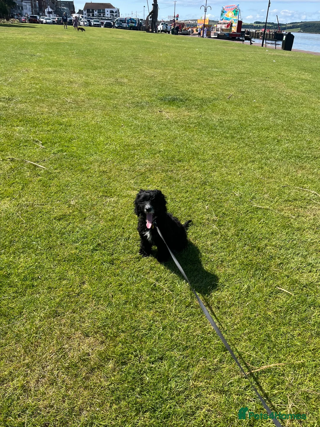 Sproodle dogs for sale: Cockapoo puppy girl 15 weeks old  - Advert 5