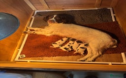 English Springer Spaniel dogs for sale: KC registered English Springer Spaniels  - Image 2