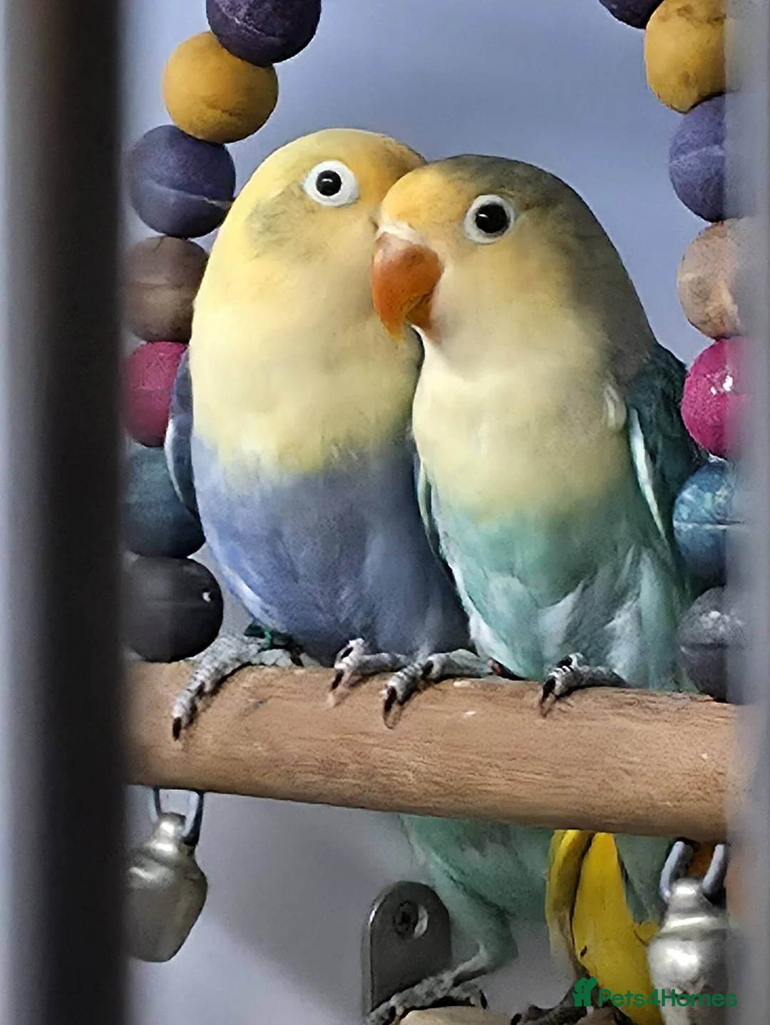 Lovebirds birds for sale: Mutation Lovebirds for Sale - Advert 15