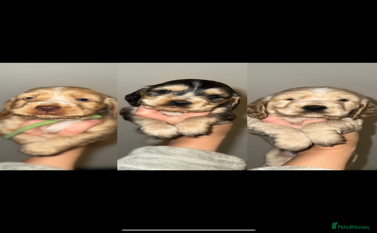 Cocker Spaniel dogs KC show cocker spaniels- simbawood lines - Advert 3