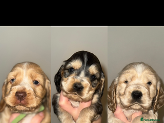 Cocker Spaniel dogs KC show cocker spaniels- simbawood lines - Advert 4