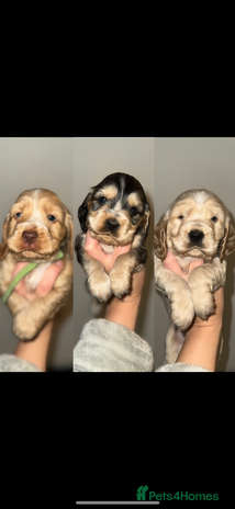 Cocker Spaniel dogs KC show cocker spaniels- simbawood lines - Advert 3