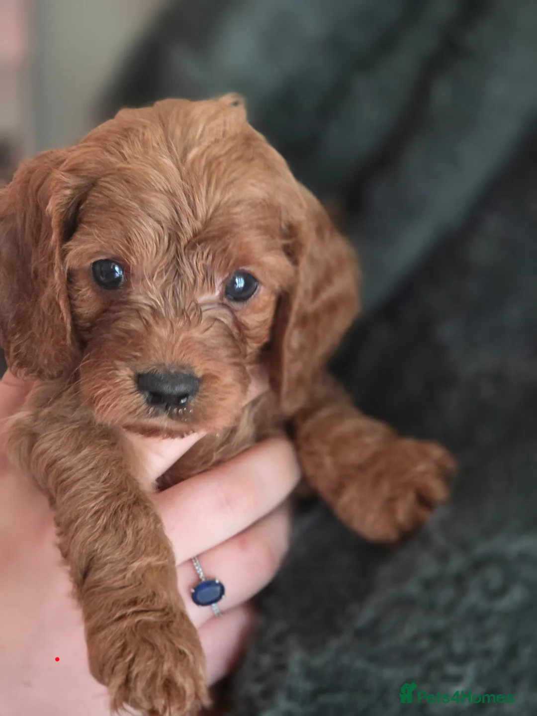 Cavapoo dogs for sale: Adorable F1 Cavapoo boy puppies - Advert 19