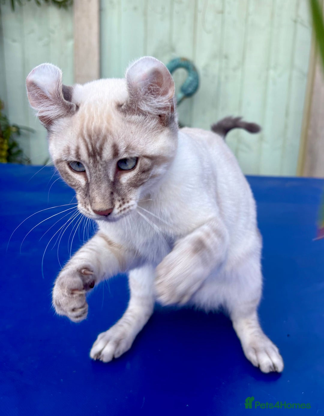 Bengal cats for sale: Stunning rare female  - Image 12