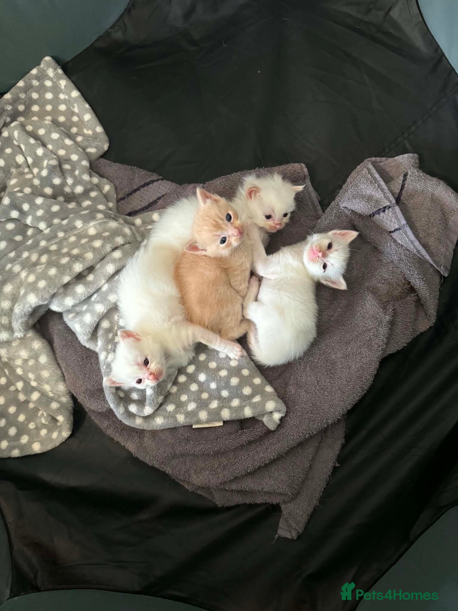 Ragdoll cats Half rag doll kittens - Advert 1