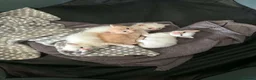 Ragdoll cats for sale: Half rag doll kittens - Advert 1