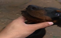 Dobermann dogs for sale: Euro Bred Doberman Blue & Fawn!! - Image 10