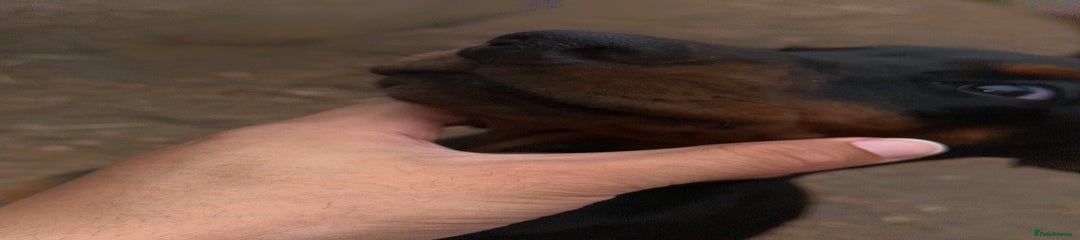 Dobermann Puppy 1 