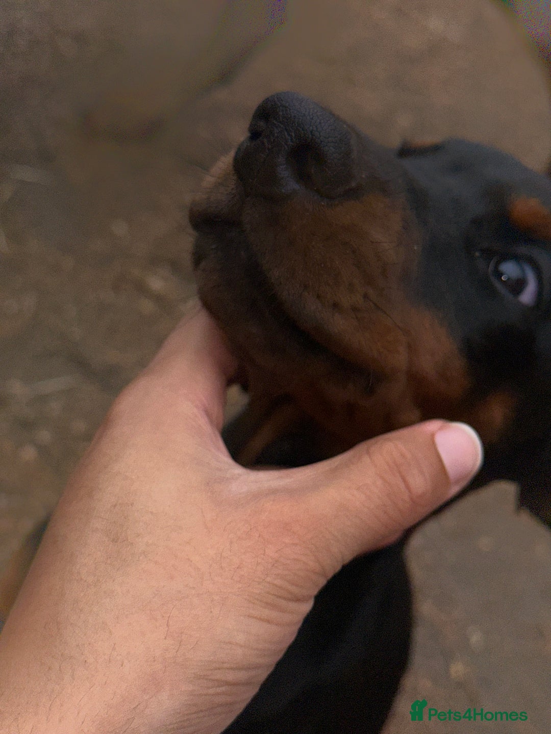 Dobermann dogs for sale: Euro Bred Doberman Blue & Fawn!! - Image 10