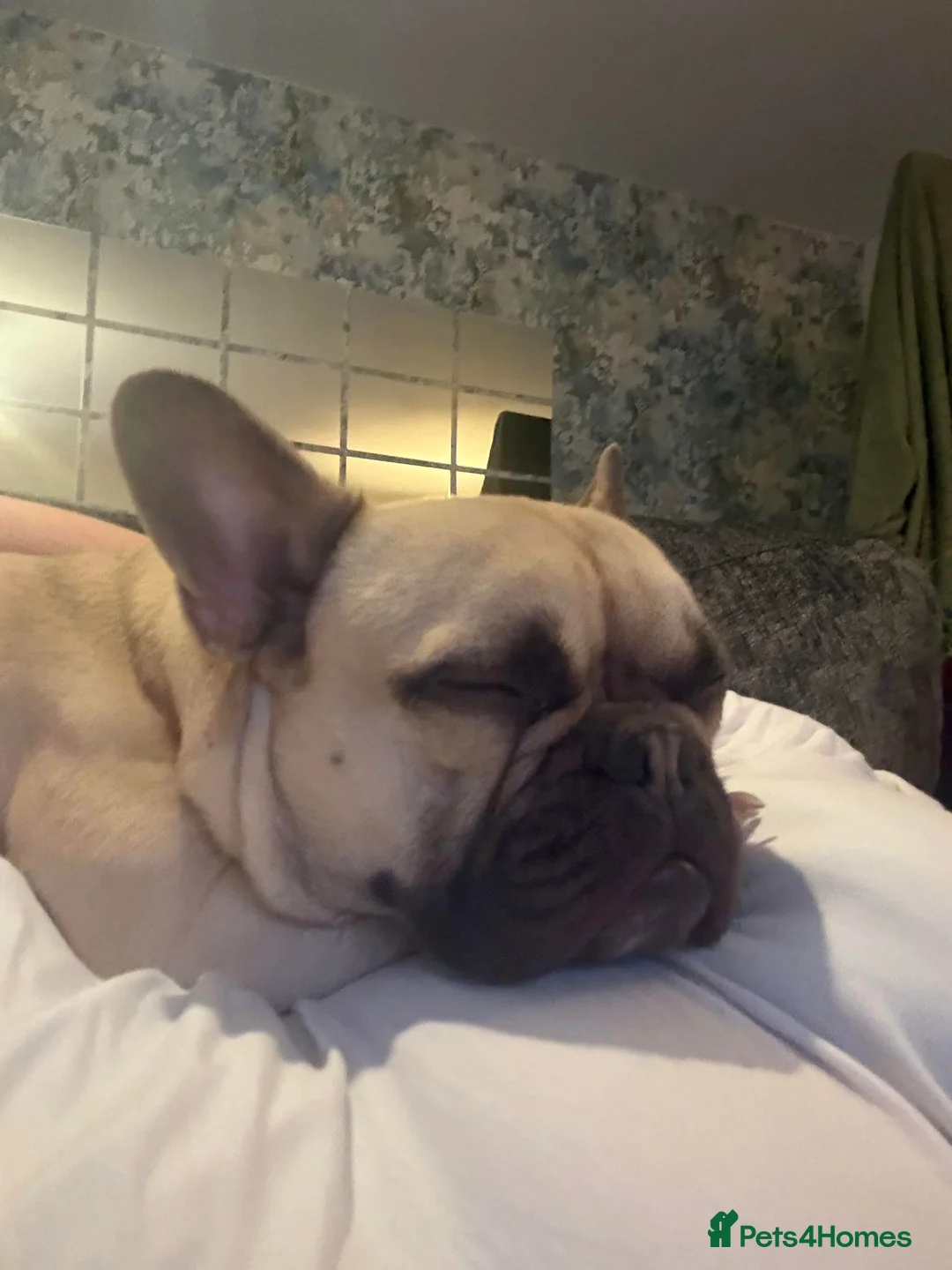 French Bulldog dogs for sale: 2 year old French Bulldog - Advert 2