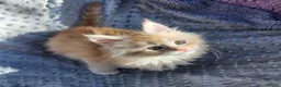 Maine Coon cats for sale: Maine Coon Kittens Ready Now !! - Advert 9