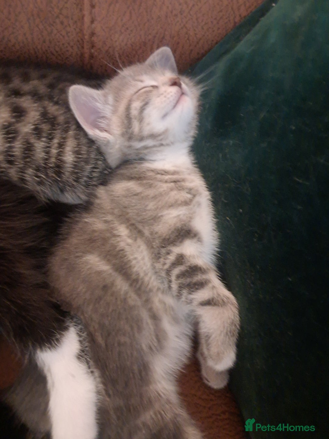 Mixed Breed cats for sale: 3 BEAUTIFUL KITTENS 😸 AVAILABLE  - Advert 22