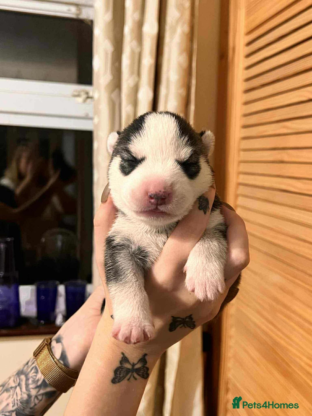 Siberian Husky dogs for sale: Siberian Husky Puppies - Advert 16