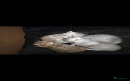 British Shorthair cats for sale: Pedigree British Short-hair kittens  - Image 18