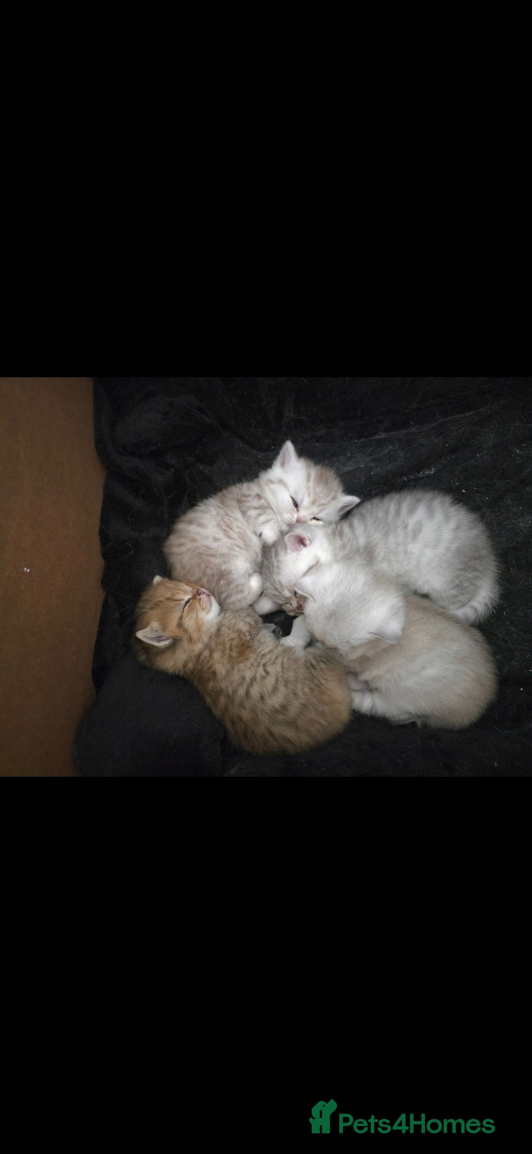 British Shorthair cats for sale: Pedigree British Short-hair kittens  - Image 18