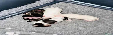 Puppy 4 - White Girl