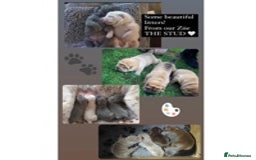 Shar Pei dogs for stud: EXPERIENCED LICAC DILUTE STUD **WELL PROVEN** in Wetherby - Image 10