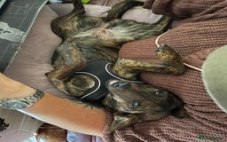 Mixed Breed dogs for sale: Heartfelt advert for 2yr old whippet x patterdale - Advert 4