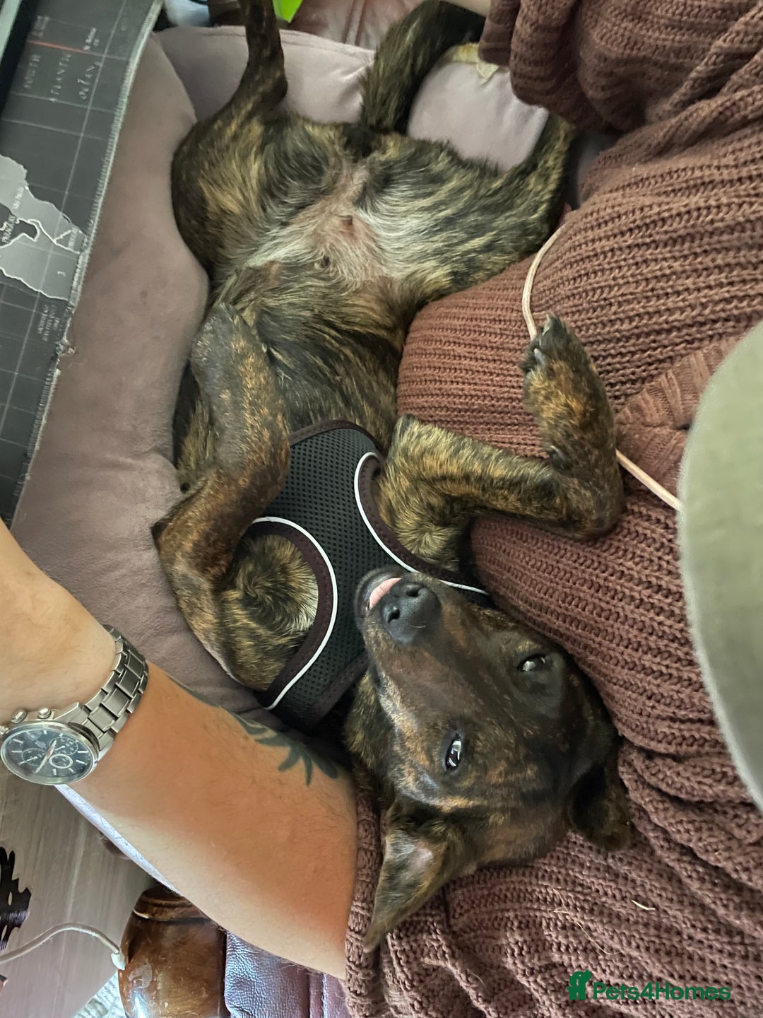 Mixed Breed dogs for sale: Heartfelt advert for 2yr old whippet x patterdale - Advert 4