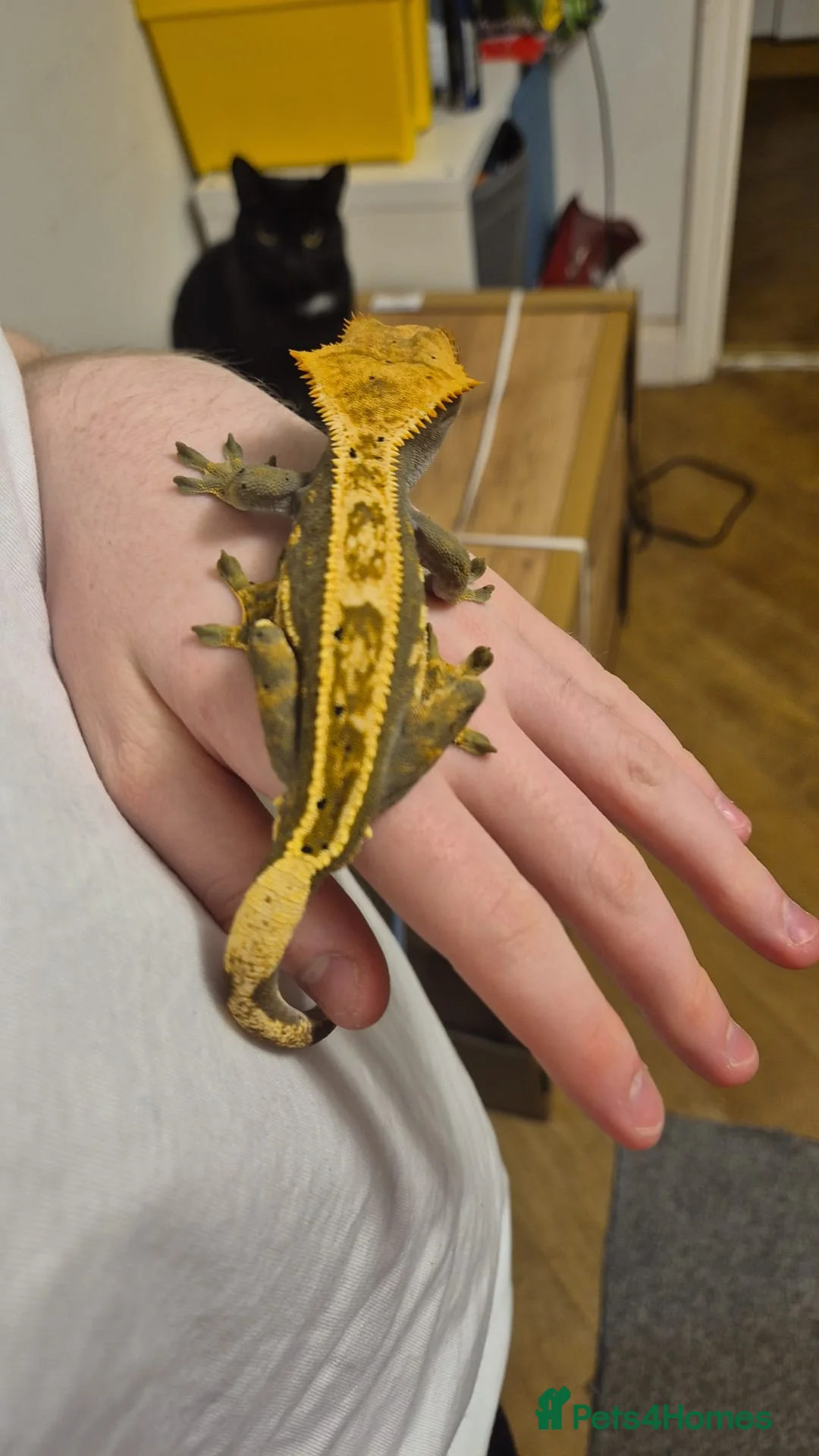 Gecko reptiles for sale: Dark Based Extreme Harlequin Full Pin - Advert 3