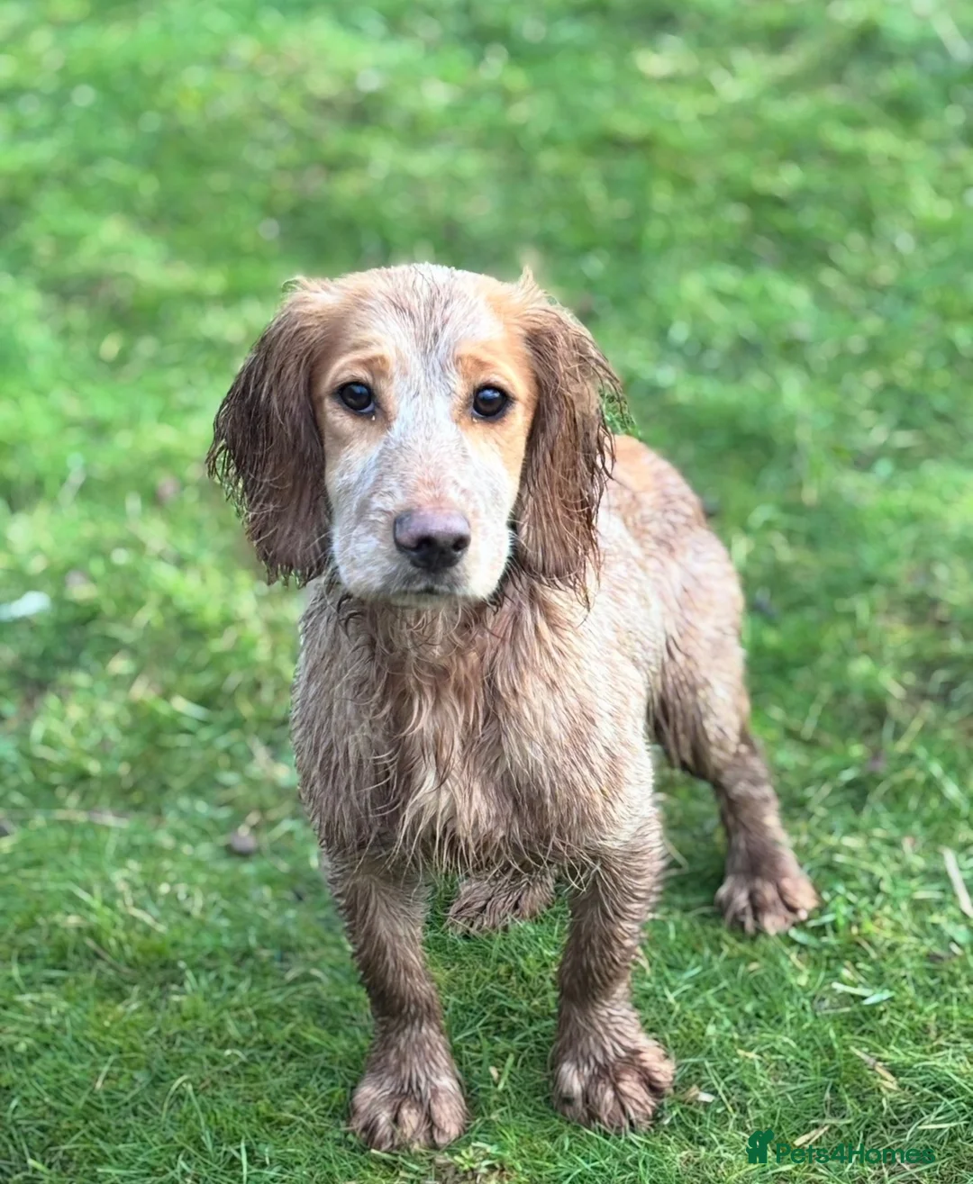 Cocker Spaniel dogs for sale: Working cocker spaniel puppies  - Advert 2