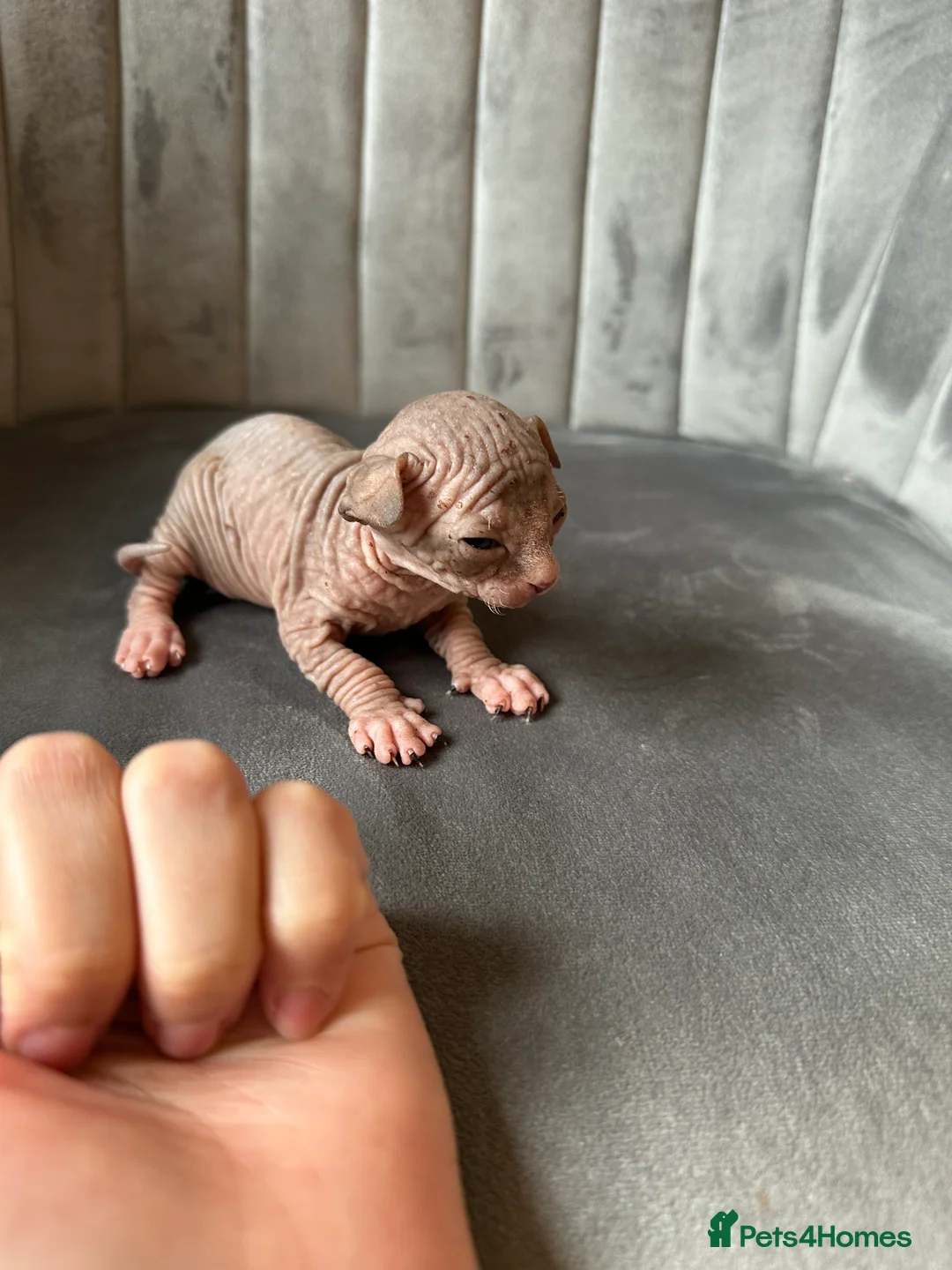 Sphynx cats for sale: beautiful Sphynx babies - Advert 14
